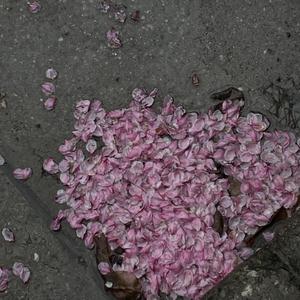 老婆和狗哪个了
