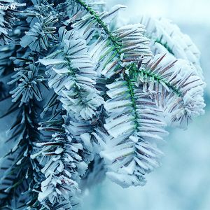 老婆和狗哪个了
